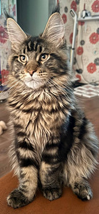 Maine Coon (1 foto / 3)