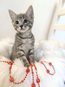 Котенок 2 месяца (3 фото из 9)