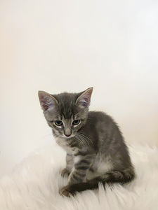 Котенок 2 месяца (8 фото из 9)