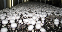 Семена шампиньонов на 300 кг грибов