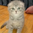 Котята шотландской віслоухой (фото #1)