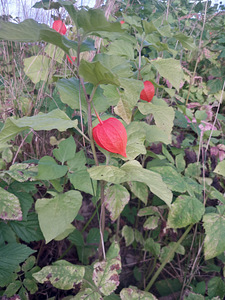 Abi kodutöödega (1 foto / 1)