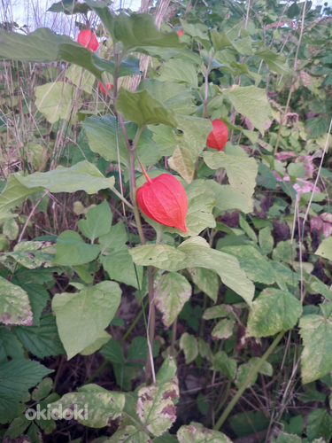 Помощь с уроками