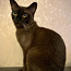 Европейская бурманская кошка (фото #5)