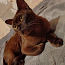 Европейская бурманская кошка (фото #3)