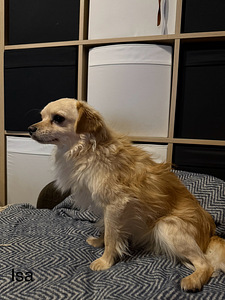 Väikest kasvu segaverelised koerakutsikad (6 foto / 6)