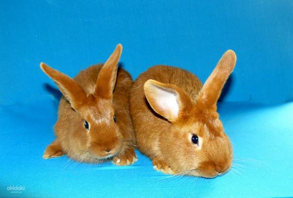 Кролики НЗК (фото #2)