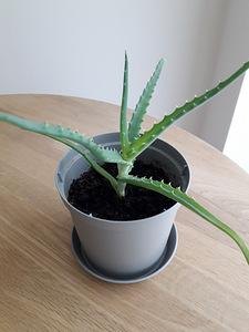 Aaloe (Aloe arborescens) (1 foto / 2)