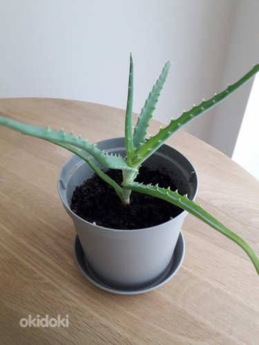 Aaloe (Aloe arborescens)
