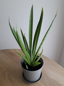 Havisaba (sansevieria) (1 foto / 2)