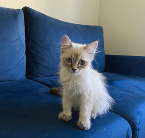 Продам сибирских котят (4 фото из 6)