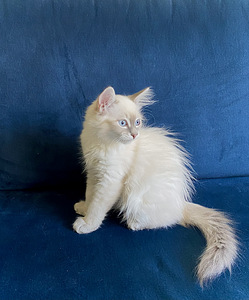 Продам сибирских котят (5 фото из 6)