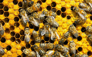 Пчелопродуктивные семьи