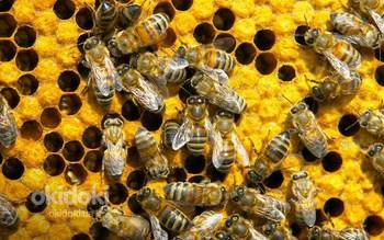 Пчелопродуктивные семьи (фото #1)