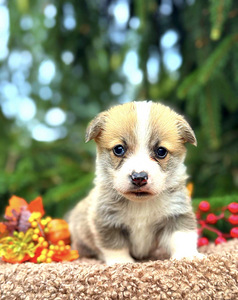 Welsh Corgi Pembroke (1 foto / 4)