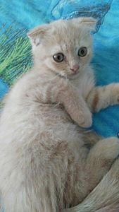 Шoтландского вислоухого персикового окраса котенка