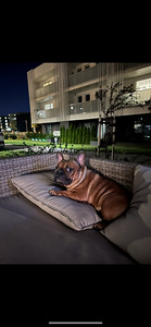 Pakun Prantsuse Bulldogi paaritusteenust (2 foto / 2)