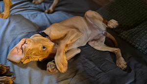Ungari lühikarvaline vizsla (2 foto / 6)
