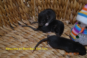 Крысята черного цвета, мальчики и девочки.
