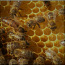 Пчёлопакеты (фото #1)