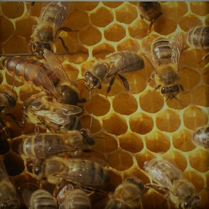 Пчёлопакеты