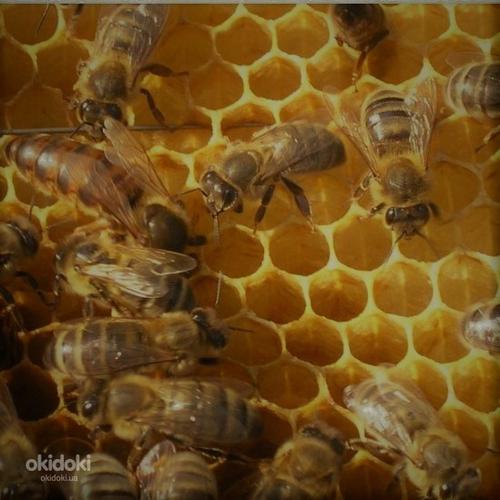 Бджолопакети (фото #1)