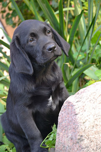 Labradori retriiver (5 foto / 7)