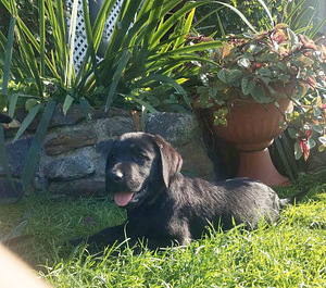 Labradori retriiver (6 foto / 7)