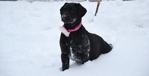 Labradori retriiver (5 foto / 9)