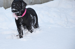 Labradori retriiver (6 foto / 9)