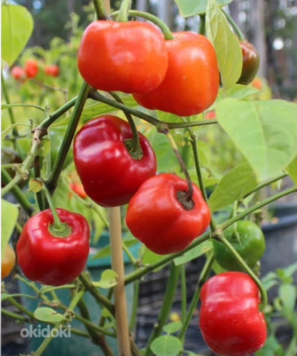 Продам рассаду перцев, томатов, огурцов, кабачков. (фото #1)