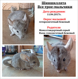 Шиншиллы
