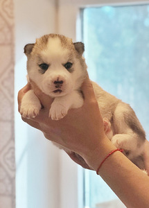Siberi husky kutsikad EKL/FCI tõutunnistusega (2 foto / 3)