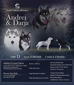 Siberi husky kutsikad EKL/FCI tõutunnistusega (3 foto / 3)
