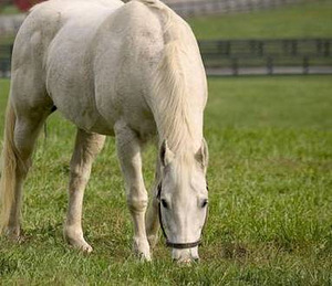 Конь для сельских работ в Горках