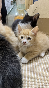 Котята (4 фото из 6)