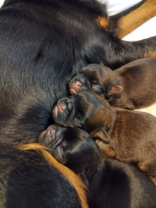 Petit Brabancon (Griffon) puppies (5 foto / 7)