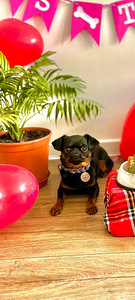 Petit Brabancon (Griffon) puppies (4 foto / 7)