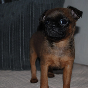 Petit Brabancon (Griffon) puppies (7 foto / 7)