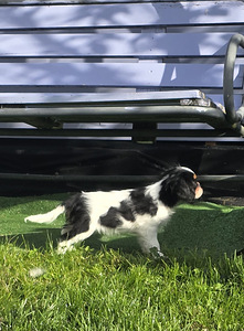 Kavaliera Kinga Čārlza spaniels (4 foto no 5)