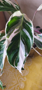 Калатея Fusion White. Calathea. Растение (2 фото из 3)