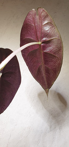Alocasia pink dragon . Taim (3 foto / 5)