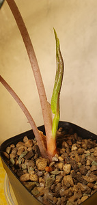 Alocasia pink dragon . Taim (2 foto / 5)
