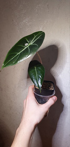 Alocasia pink dragon . Taim (1 foto / 5)