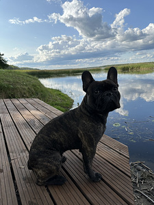 Prantsuse buldog isane otsib paaritust (6 foto / 8)