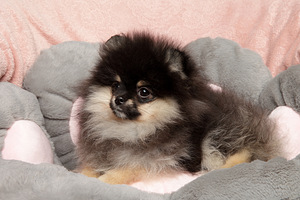 Pomeranian (2 foto / 4)