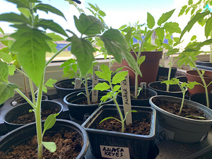 Tomati istikud, tomatitaimed (2 foto / 2)