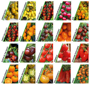 Tomati istikud, tomatitaimed (2 foto / 2)