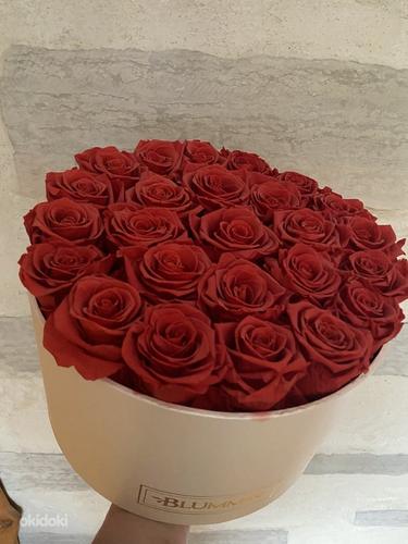 Uinuvad Roosid 25 roosi. (foto #3)