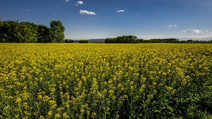 Uus Fujifilm Samyang 12mm f/2.0 NCS objektiiv (6 foto / 8)